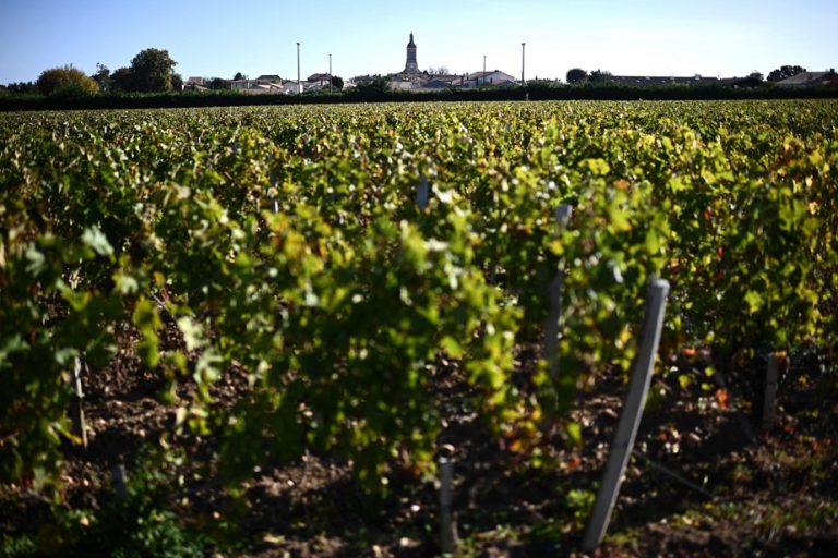 Wine production |  France should become first again ahead of Italy