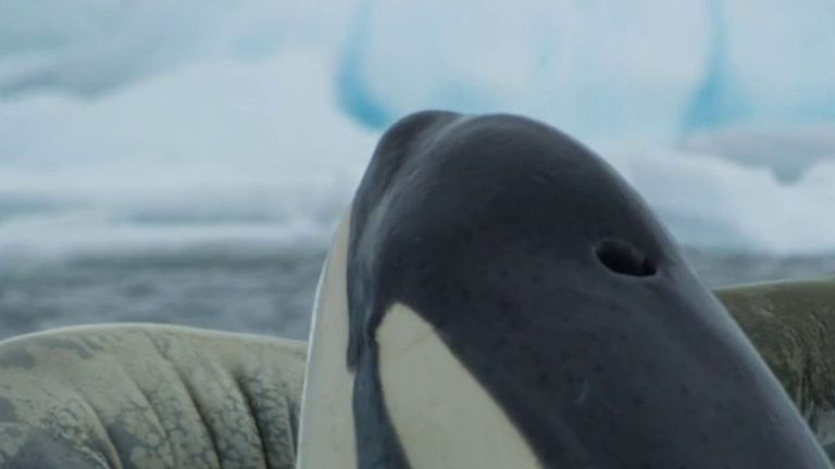 a dive into the life of orcas with the documentary “The Ice Kingdom”