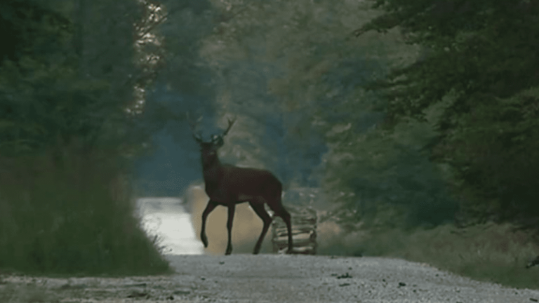 controversy surrounding a massive slaughter of deer in the Chaux forest