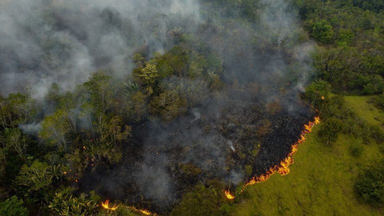 despite international commitments, deforestation increased by 4% worldwide in 2022