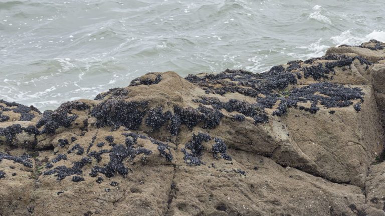 fishing and shellfish collection banned again on the coast, due to the presence of toxic algae