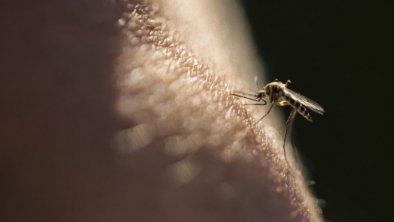 how dengue cases exploded in France in 2023