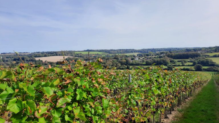 in the vineyards, England benefits from global warming