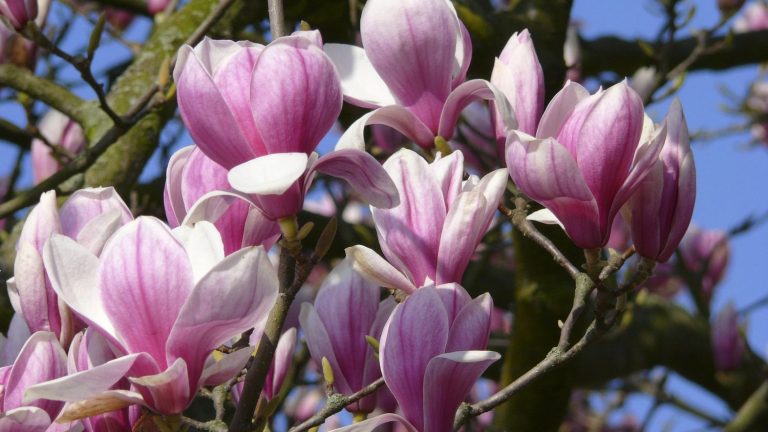 justice protects a magnolia that owners of an Airbnb accommodation wanted to see pruned