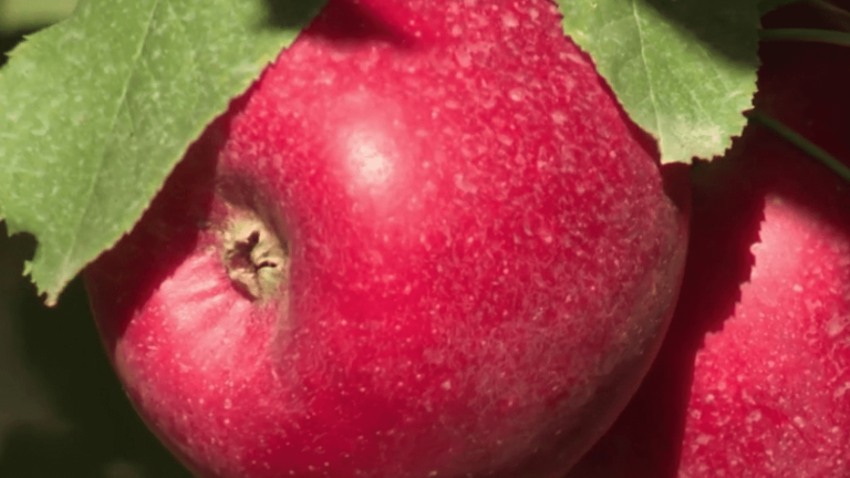 the apple, star of autumn tables