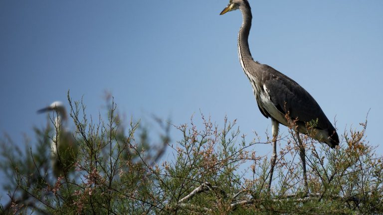 the biodiversity lottery arrives on October 23