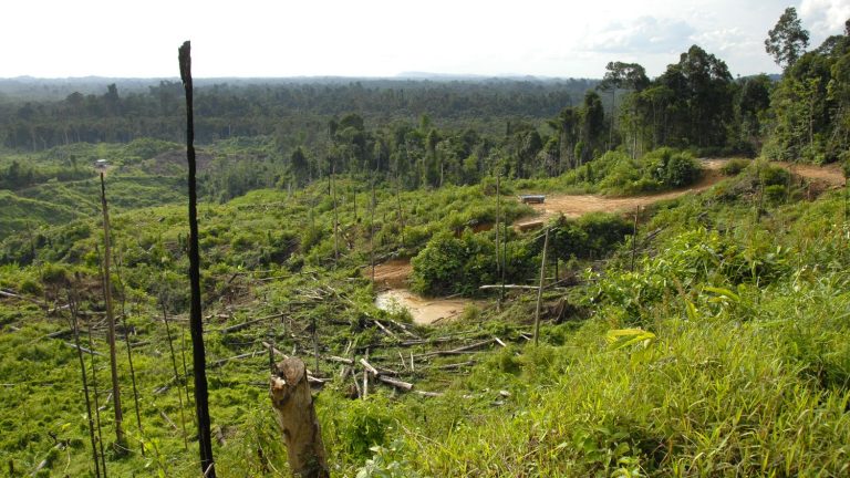 uneven efforts to fight deforestation, according to a report published by several NGOs