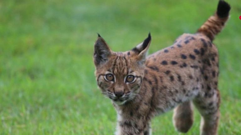 when a baby lynx appears on a terrace