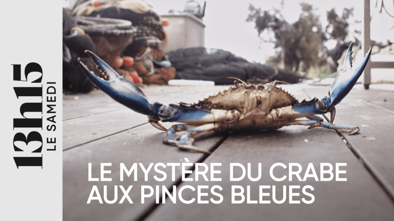 “1:15 p.m. Saturday.”  The mystery of the crab with blue claws