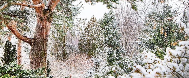 5 suggestions for an attractive garden even in winter