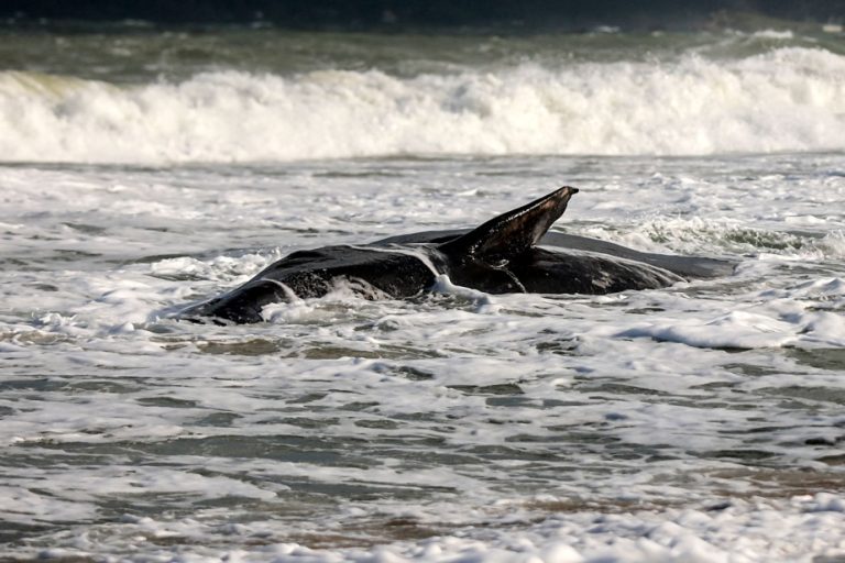 A first marine protected area for sperm whales in Dominica