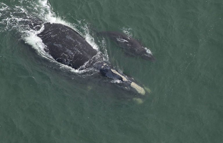 A first right whale calf seen this birthing season