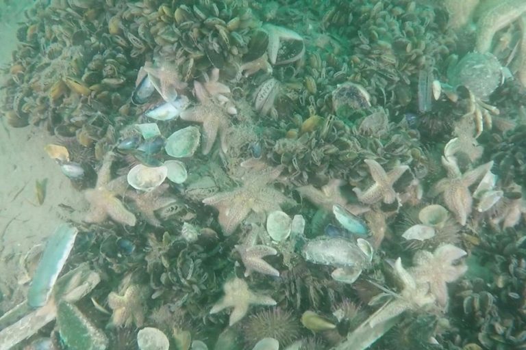 Belgium |  A mussel reef to combat coastal erosion