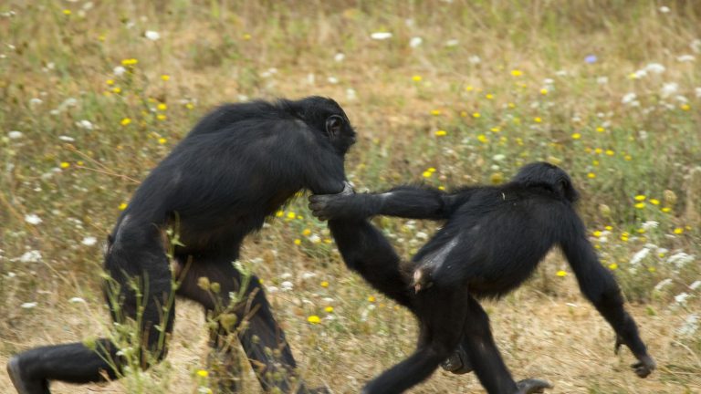 Bonobos cooperate between groups