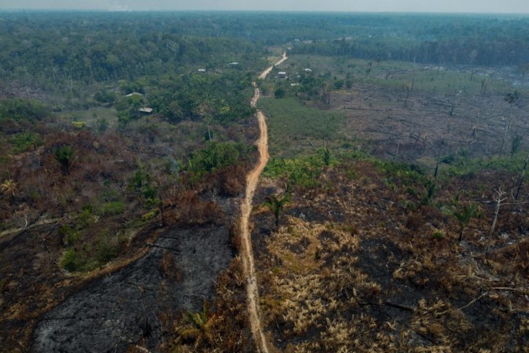 Brazilian Amazon |  Significant drop in deforestation, but fires threaten