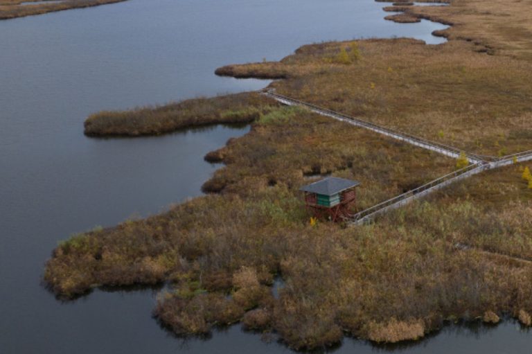 Burbank Pond |  Little paradise for bird lovers