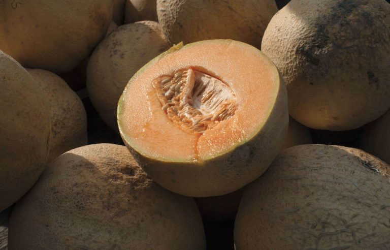 Cantaloupes may have caused salmonellosis outbreaks