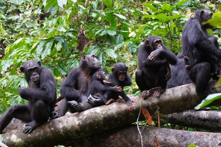 Chimpanzees also go through menopause