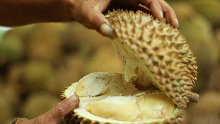 China dreams of growing a fruit with the smell of sports socks: durian