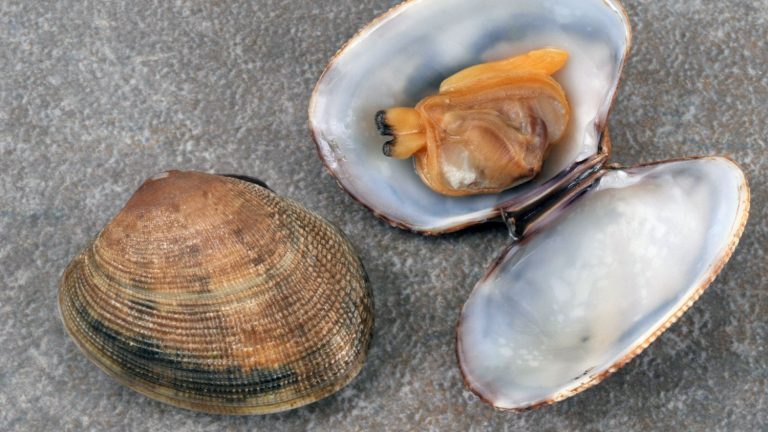 Clams and cockles from the Arcachon Basin banned for sale due to contamination with E.coli bacteria