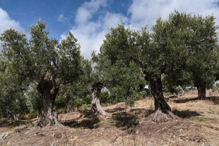 Climate change |  In Greece, olives are rare