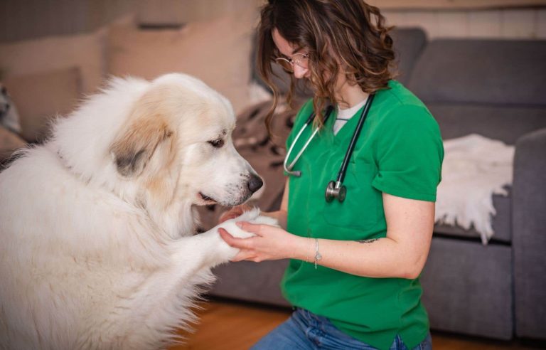 Communo-Vet: making veterinary care more accessible