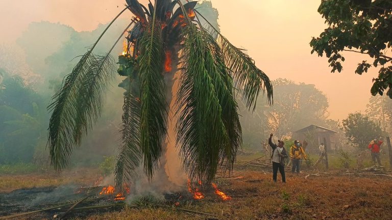 Deaths, fires, drought… the Amazon is suffocating under a historic heatwave