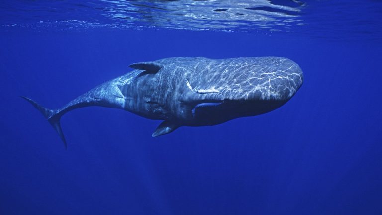 Dominica to create world’s first sperm whale reserve