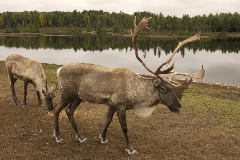 Endangered species |  Hunters killed one of the last caribou in Gaspésie