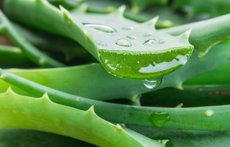 Houseplant: wonderful aloe |  The duty