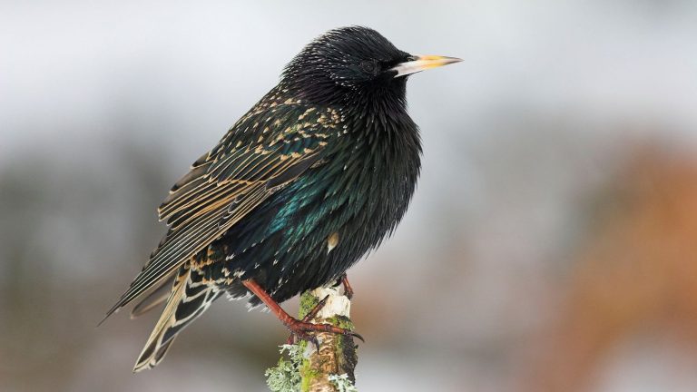 How do birds manage to sleep standing up?