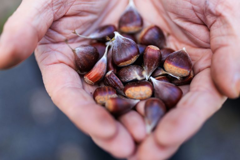 In the nut garden |  Are Quebec chestnuts hot?