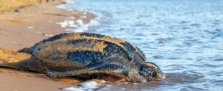 Marine turtles in danger despite increasing egg laying