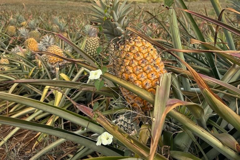 Maui Gold Pineapple |  A trip through the taste buds in Hawaii