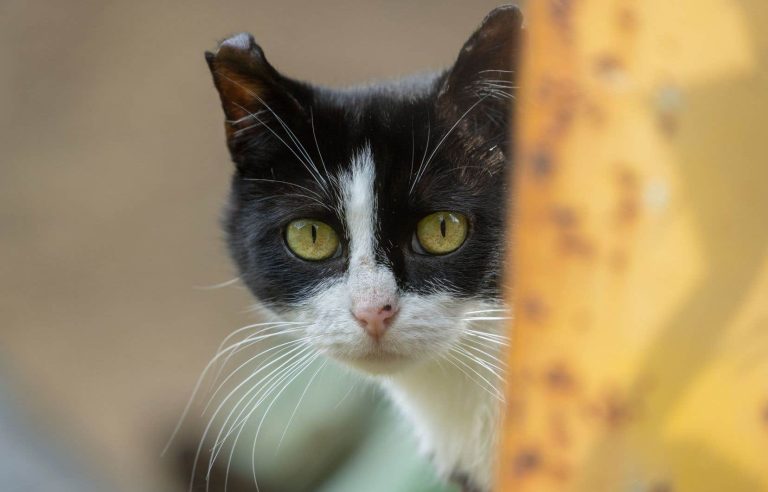 Montreal approves an animal shelter project worth nearly 160 million