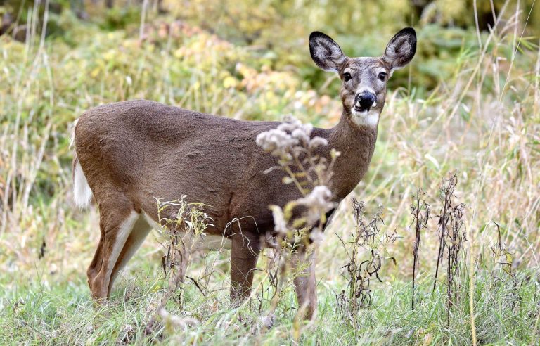 Nearly 500 deer should be slaughtered in two national parks near Montreal