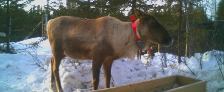 One of the very last caribou in Gaspésie killed by poachers