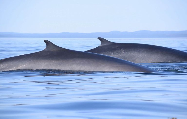 Ottawa and Quebec want to create a new marine park in the St. Lawrence