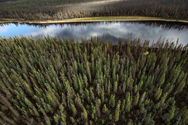 Ottawa urged to recognize “degradation” of forests