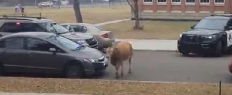 Police fight for a fleeing cow