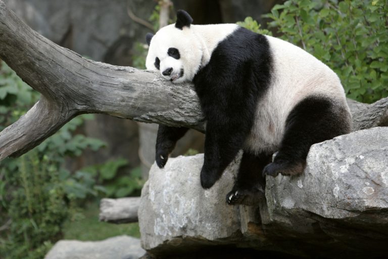 Relations between China and the United States |  “Panda diplomacy” could resume