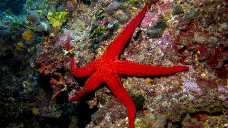 Starfish Head Mystery Solved