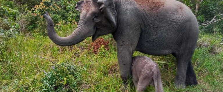 Sumatran elephant, an endangered species, is born in Indonesia