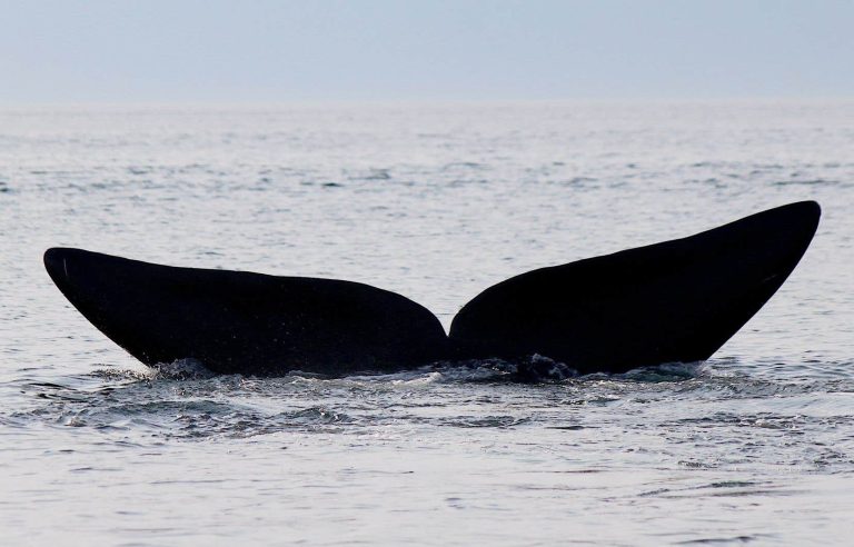 The “Anticosti-Mingan” marine park could cover 10,000 km²