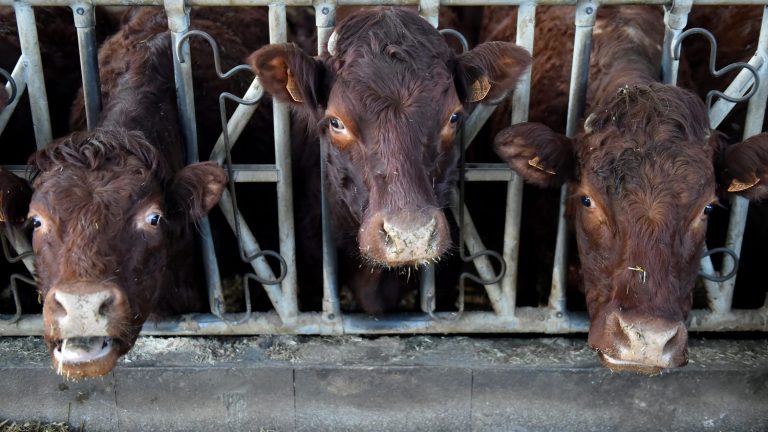 The consumption of antibiotics for animals is decreasing, welcomes ANSES