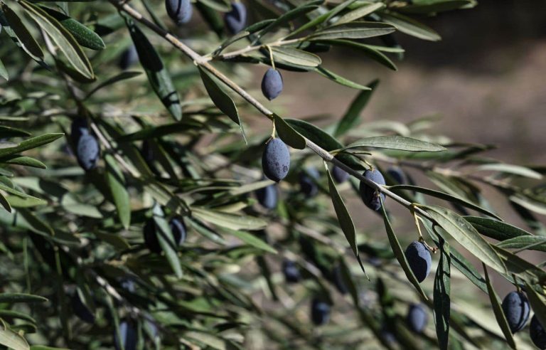 The olive is rare in Greece in the absence of winter