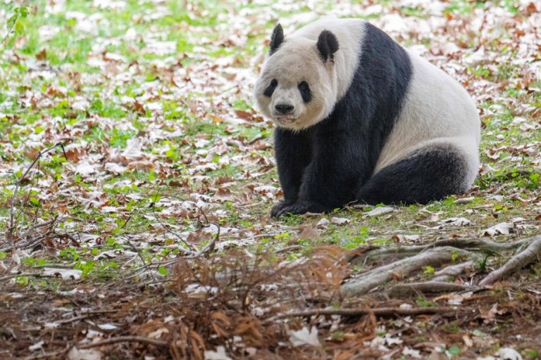 Three pandas leave Washington and fly to China