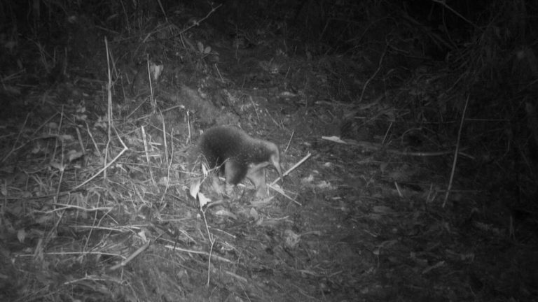 a kind of long-legged platypus thought to be extinct has been spotted in Indonesia