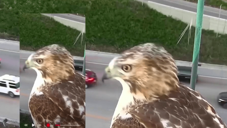 a red-tailed hawk in Minnesota, Spielberg and Mulhouse… The news of the week