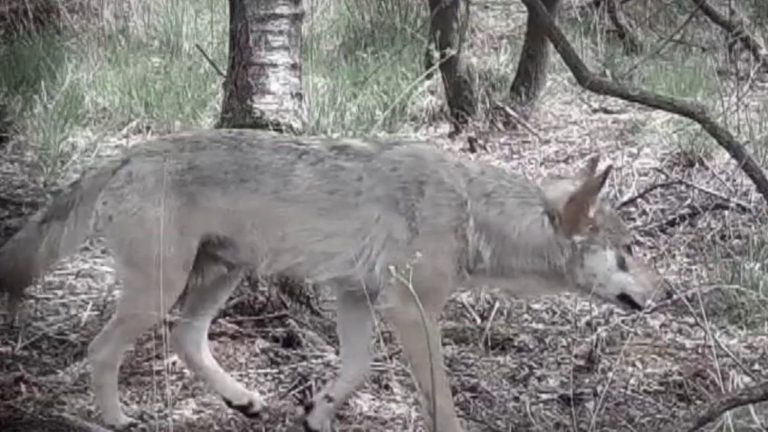 a wolf filmed for the first time in Côtes-d’Armor